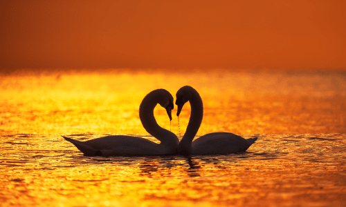 swan-sunset